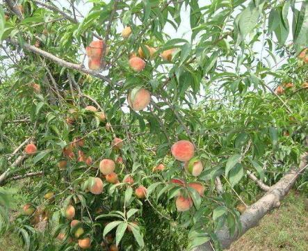中国·(九游J9)真人游戏第一品牌在农村院子里常栽的9种果树小时候的你最爱吃哪一(图1)