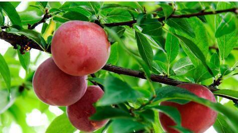 中国·(九游J9)真人游戏第一品牌在农村院子里常栽的9种果树小时候的你最爱吃哪一(图5)
