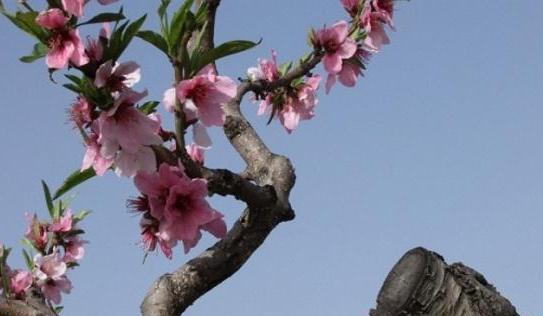 中国·(九游J9)真人游戏第一品牌桃树繁殖有方法嫁接时间要注意掌握技巧果实多(图1)
