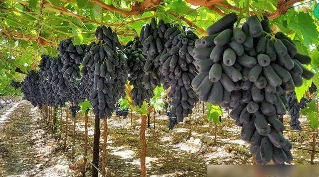 九游J9真人游戏第一品牌最高产的果树品种埋土里就活院子种两棵明年全家吃不完！(图3)