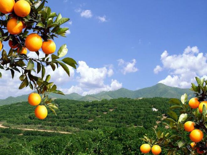 九游J9真人游戏第一品牌想要保证柑橘实现高产这几个管理的技巧要掌握简单又实用(图4)