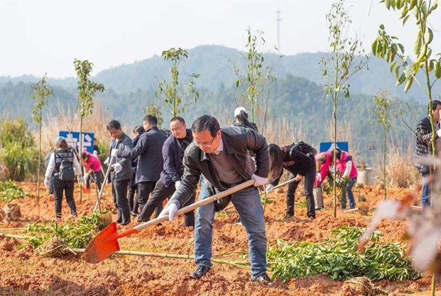 中国·(九游J9)真人游戏第一品牌农村有块空地别浪费种上这5种树苗过些年后很值钱(图8)