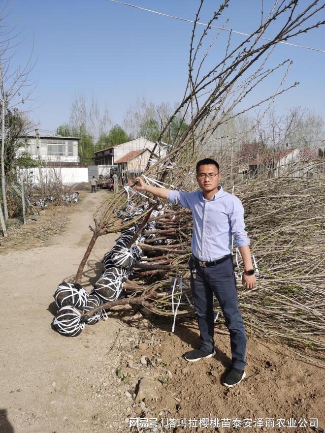 中国·(九游J9)真人游戏第一品牌重点介绍皇家泰奥加大樱桃树的修剪技术(图1)