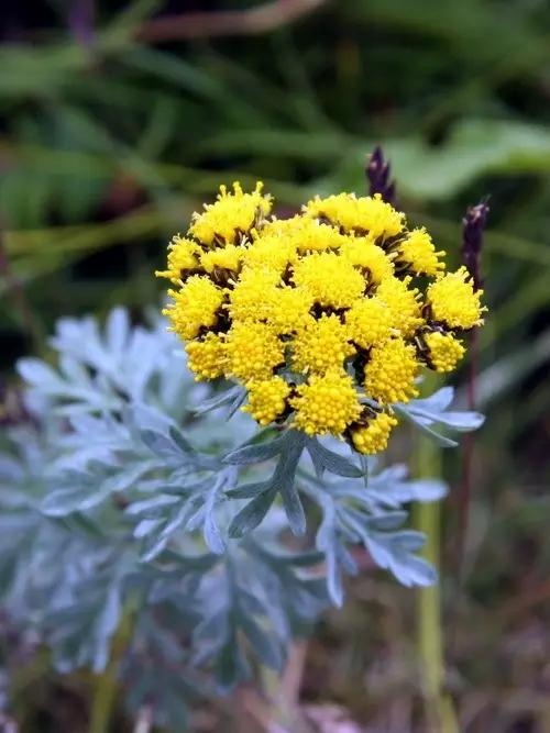 九游J9真人游戏第一品牌100种 · 家居开花植物(图1)