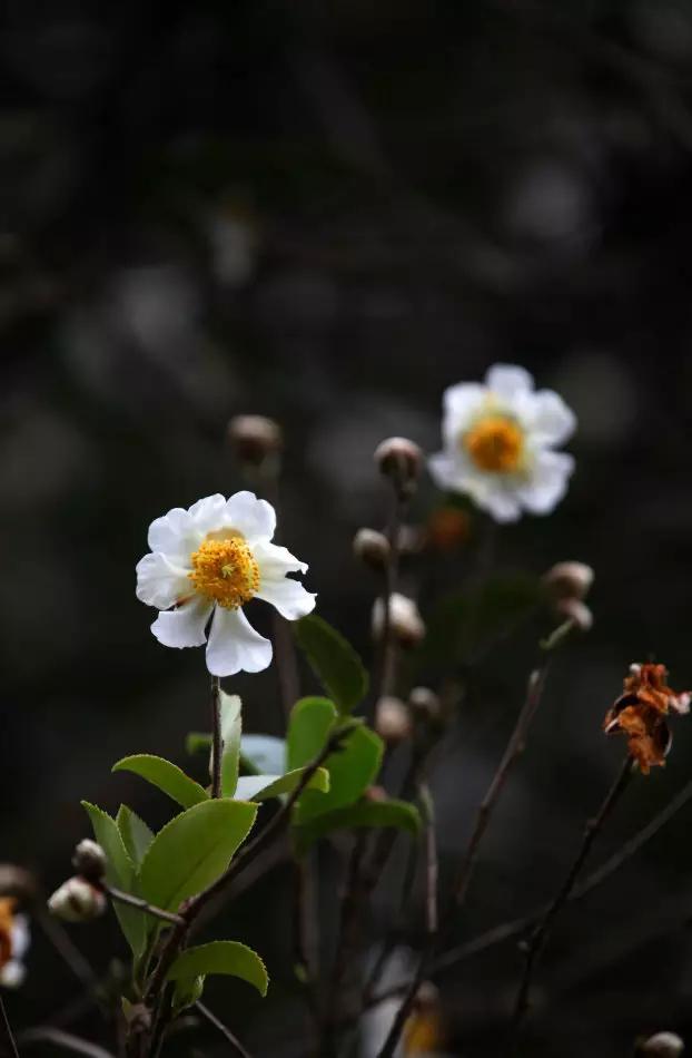 九游J9真人游戏第一品牌100种 · 家居开花植物(图2)