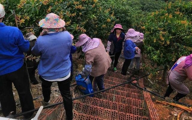 中国·(九游J9)真人游戏第一品牌芒果花开 广西百色果农却说第一拨花不能要(图1)