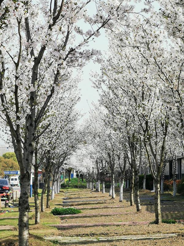 中国·(九游J9)真人游戏第一品牌上海将建“虹桥花谷” 打造综合性花卉产业园(图1)