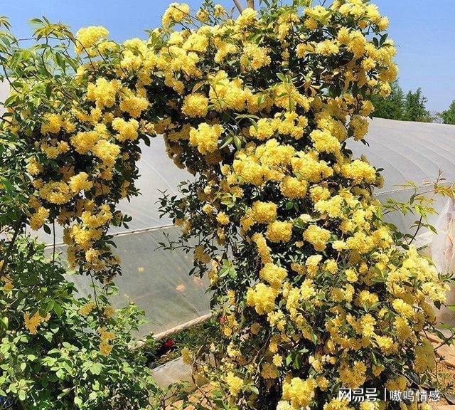 中国·(九游J9)真人游戏第一品牌一棵木香花爬成一面墙开成花瀑布“流淌着”到处都(图5)