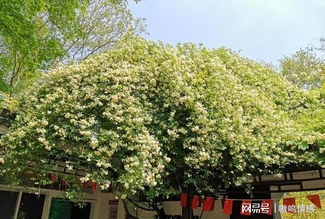 中国·(九游J9)真人游戏第一品牌一棵木香花爬成一面墙开成花瀑布“流淌着”到处都(图6)