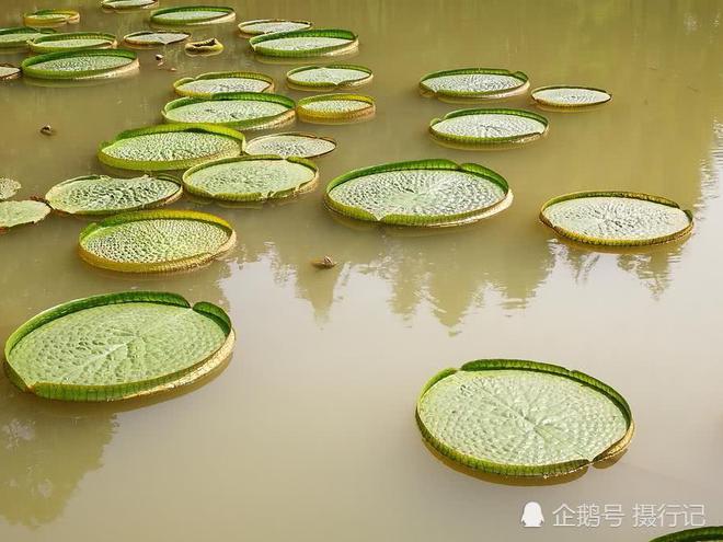 中国·(九游J9)真人游戏第一品牌一个个似绿色的盘子浮在水面上您知道是啥植物吸引(图3)