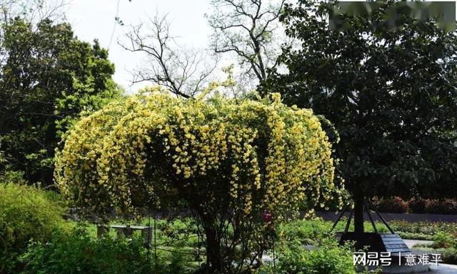 中国·(九游J9)真人游戏第一品牌院子再小也要养株它慢慢开成花海开花养眼亲戚朋友(图5)