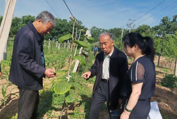 中国·(九游J9)真人游戏第一品牌果农朋友有福了！杨凌果农探索出猕猴桃冬季露地嫁(图2)