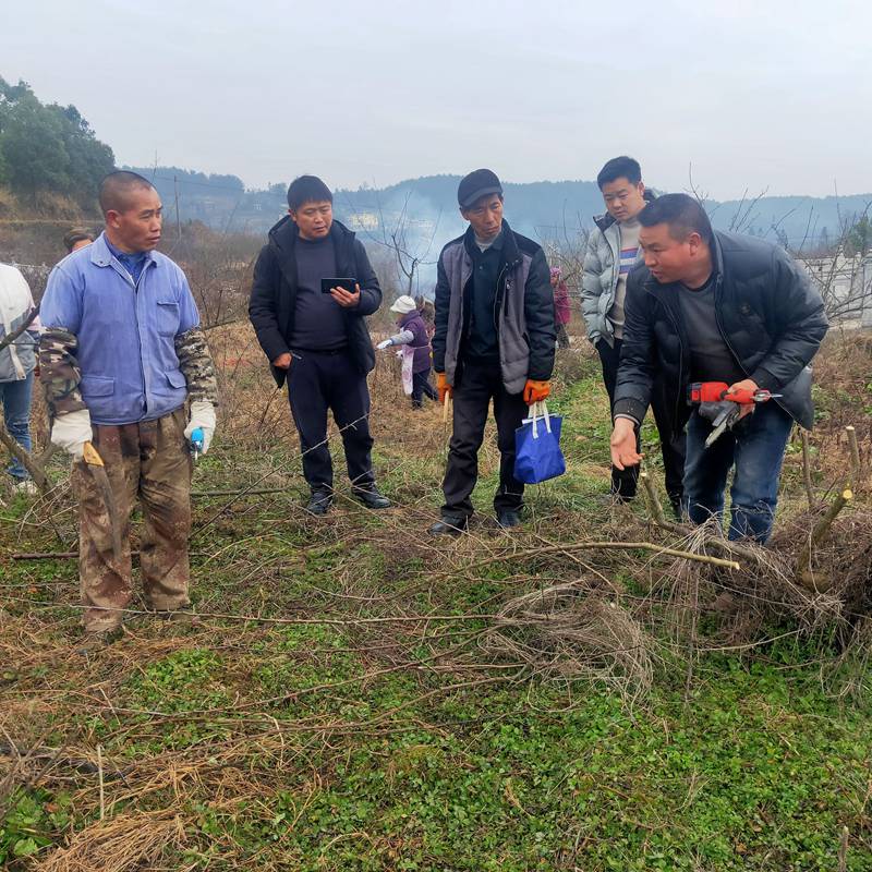 中国·(九游J9)真人游戏第一品牌开阳县紫兴街道：人勤春来早(图1)