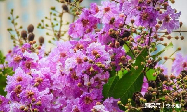 九游J9真人游戏第一品牌家里有院子种棵紫薇花树好看好打理花期还长(图4)