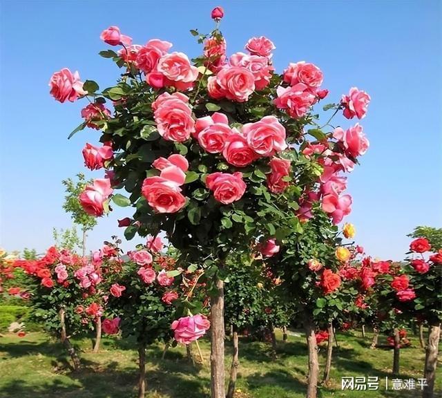 中国·(九游J9)真人游戏第一品牌此花树很独特家中有庭院的一定要种植两棵韵味十足(图1)
