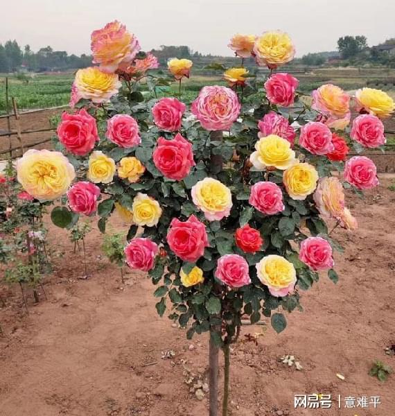 中国·(九游J9)真人游戏第一品牌此花树很独特家中有庭院的一定要种植两棵韵味十足(图5)