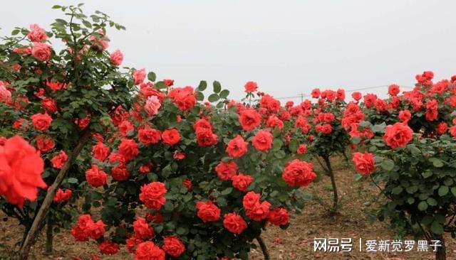 中国·(九游J9)真人游戏第一品牌此花树我国特有家中有庭院的一定要种两棵韵味十足(图1)