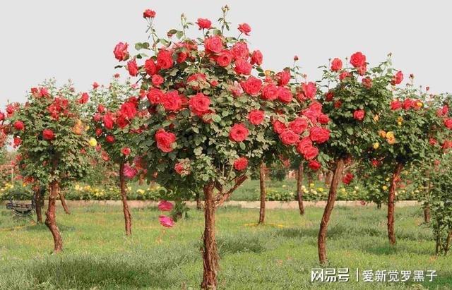 中国·(九游J9)真人游戏第一品牌此花树我国特有家中有庭院的一定要种两棵韵味十足(图2)