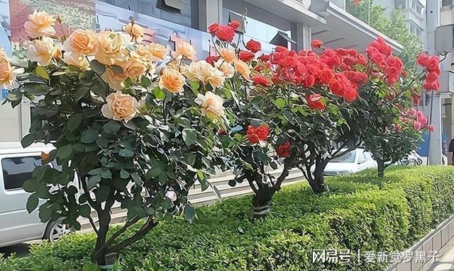 中国·(九游J9)真人游戏第一品牌此花树我国特有家中有庭院的一定要种两棵韵味十足(图10)