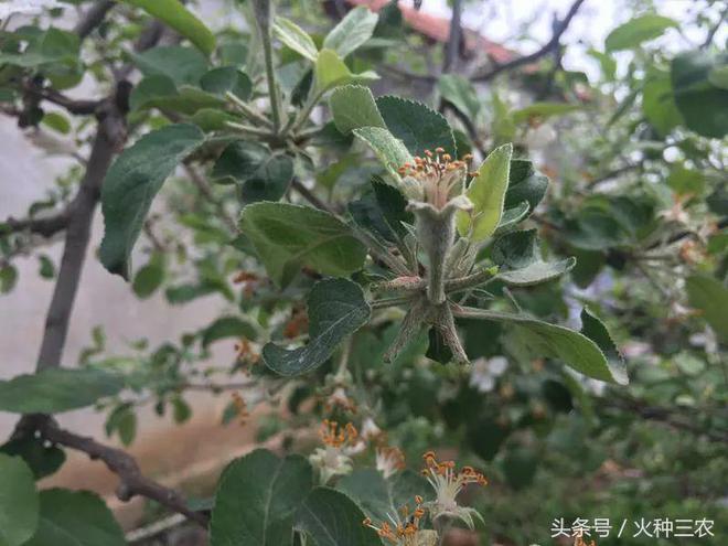 九游J9真人游戏第一品牌生物农药CE大蒜素：苹果树全年病虫害防治大全(图6)