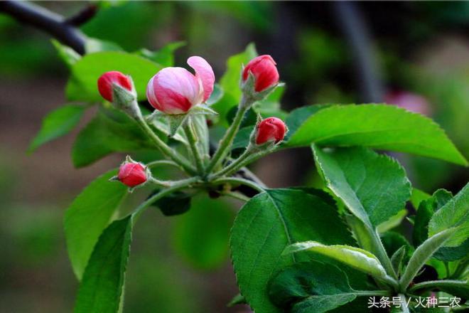 九游J9真人游戏第一品牌生物农药CE大蒜素：苹果树全年病虫害防治大全(图5)