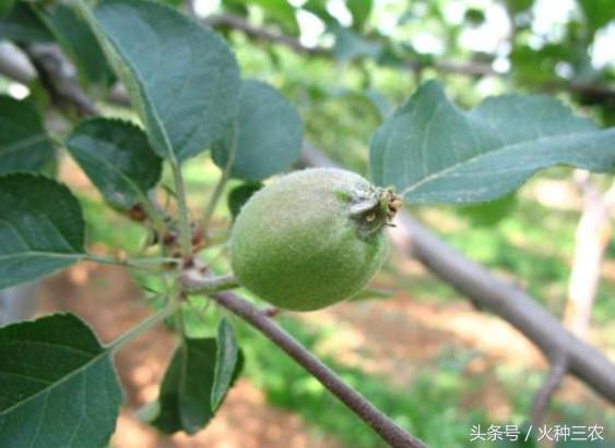九游J9真人游戏第一品牌生物农药CE大蒜素：苹果树全年病虫害防治大全(图7)