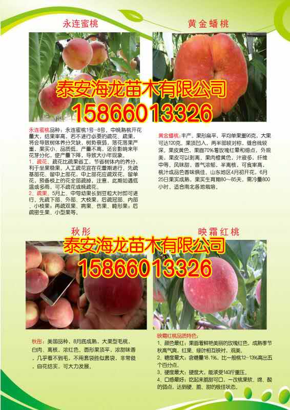 中国·(九游J9)真人游戏第一品牌2公分早熟桃树嫁接技术(图2)