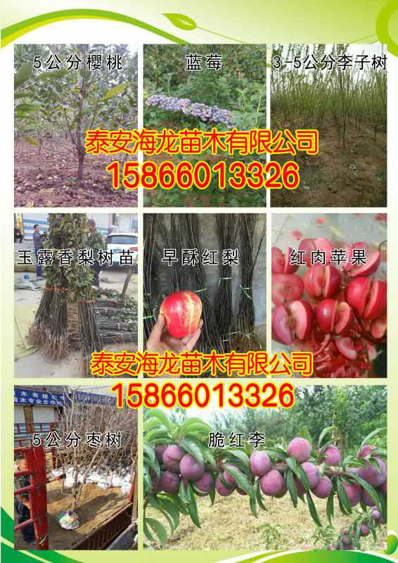 中国·(九游J9)真人游戏第一品牌2公分早熟桃树嫁接技术(图3)