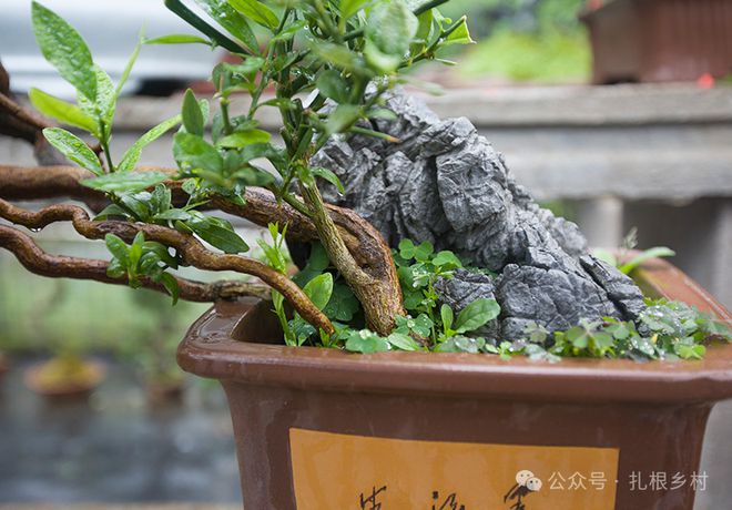 中国·(九游J9)真人游戏第一品牌山中常见的“金豆”如今是国家二级保护植物挖一株(图4)